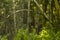 Spider web hanging on a tree branch forest unfocused background environment space spring colorful day time