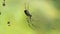 Spider on web in Himalayan mountain forest, India