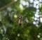 Spider on the web in jungle