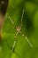 Spider on the web in jungle with special web