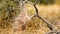 Spider web in Nature Wildlife Kruger National Park