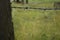 Spider Web on Old Fence