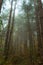 Spider web with raindrops on the background of blurred trunks and crowns of pine trees. A spider web in the morning