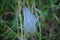 Spider Web In Rebedul Meadows In Lugo. Flowers Landscapes Nature.