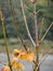 Spider web on a shrub