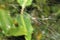 Spider web with small drops of water.