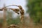 Spider web with spider on spikelet with blurred background.