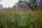 Spider web stretched on spikelets against a background of blurred grass and forest.