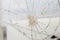 Spider web texture background, cobweb