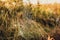 Spider web in the thickets of autumn grass. Field in Sunny autumn day