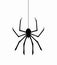 spider on web thread, vector
