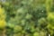 Spider web trap close-up on a background of green forest