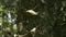 Spider web between trees in the Amazon rainforest