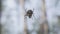 A spider is on the web between trees at a forest during the summer.