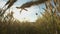 Spider on a web in a wheat field at sunset, dangles in the wind