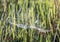 Spider Web in woven in morning grasses along Upland Pine Trail