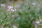 Spider weed or spider flower in the garden