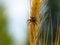 Spider on wheat spike