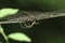 Spider which is climbing on his web with a dark background.