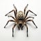 Spider On White Background: A Unique Symmetrical Design By Frieke Janssens