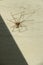 Spider on a white floor. Paws and shadows