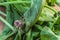 Spider wolf hiding on a green leaf