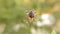 Spider working on her web â€“ spider with spider web - European Garden Spider, Close up, Detail