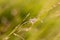 spider woven into a blade of grass