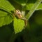 Spider xysticus  female sitting on green leaf