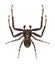 Spider Xysticus mongolicus