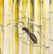 Spider on yellow bamboo trunks