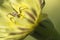 Spider on yellow dandelion flower