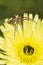 Spider on yellow dandelion flower