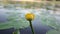 A spider on a yellow water lily in the water. A beautiful yellow flower on the water. A bright plant on the river