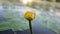 A spider on a yellow water lily in the water. A beautiful yellow flower on the water. A bright plant on the river