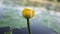 A spider on a yellow water lily in the water. A beautiful yellow flower on the water. A bright plant on the river