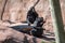 Spidermonkeys eat during feeding time at the John Ball Zoo