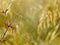 Spiders cobweb on a meadow at sunrise