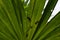 Spiders cocoons under a palm leaf Zanzibar, February 2019