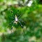 Spiders, Costa Rica, Central America