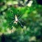 Spiders, Costa Rica, Central America