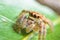 Spiders jumping orange in nature in macro view.