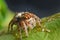 Spiders jumping orange in nature in macro view.