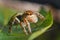 Spiders jumping orange in nature in macro view.