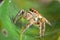 Spiders jumping orange in nature in macro view.