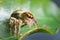 Spiders jumping orange in nature in macro view.