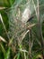 Spiders nest with hatchlings just emerging - nature spring birth