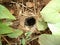 Spiders nest with offspring and mother in Swaziland