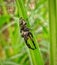 Spiders (Salticidae) are perching on the grass, this insect is one of the predators of small insects