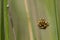 Spiders of the species araneus diadematus in their web together. lots of black and yellow babies. Macro photography. Horizontal